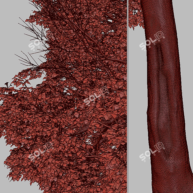 Tropical Geiger Tree Duo: Cordia sebestena Set 3D model image 7