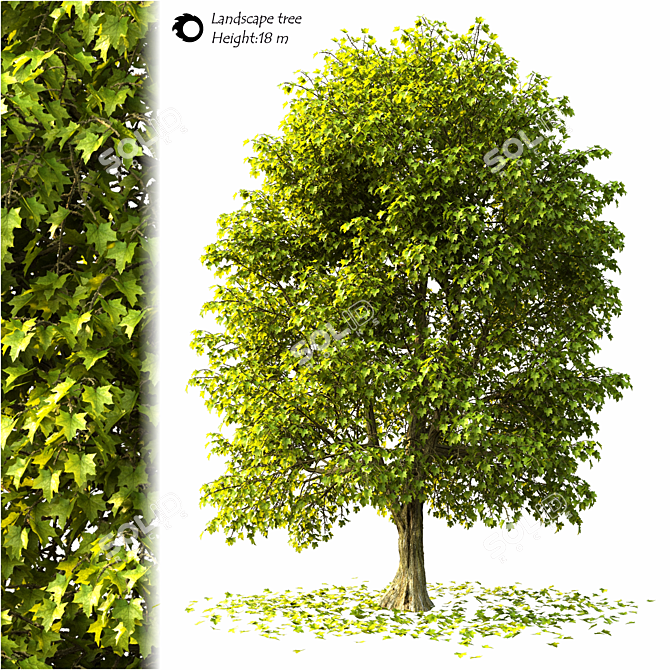 2014 Landscape Tree - 18м Height 3D model image 1