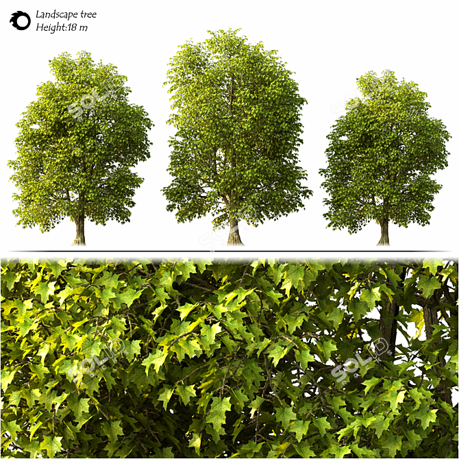 2014 Landscape Tree - 18м Height 3D model image 2