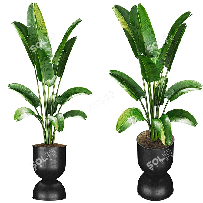 Premium Plant Collection 3D model image 1