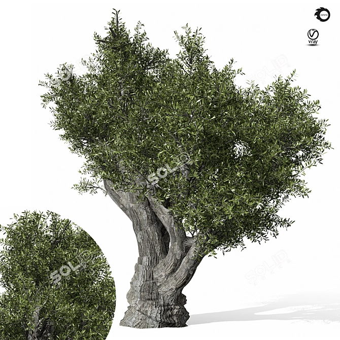 Olive Tree 3D Max 2017 3D model image 1