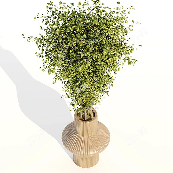 Ficus Tree: Greenery Refined 3D model image 2