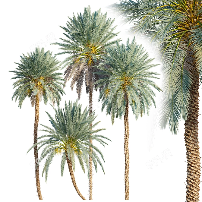 Lush Date Palm Trees: Vray & Corona 3D model image 2