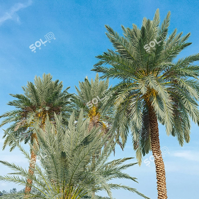 Lush Date Palm Trees: Vray & Corona 3D model image 3