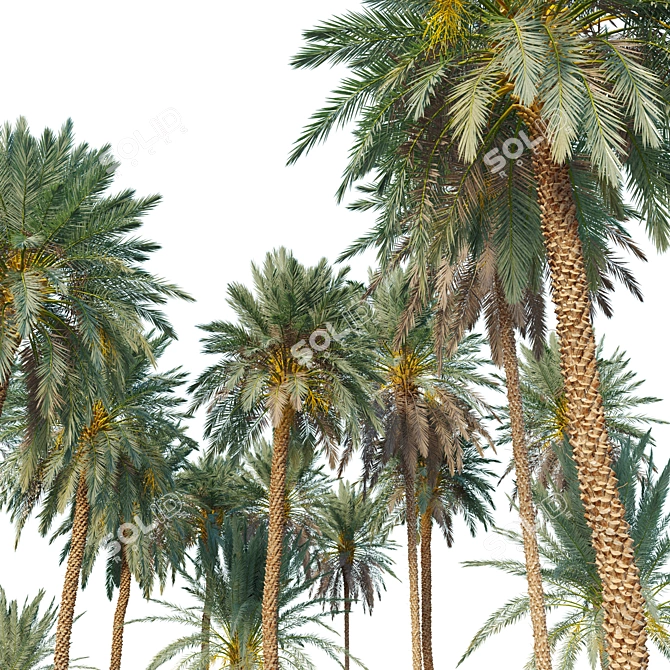 Lush Date Palm Trees: Vray & Corona 3D model image 4