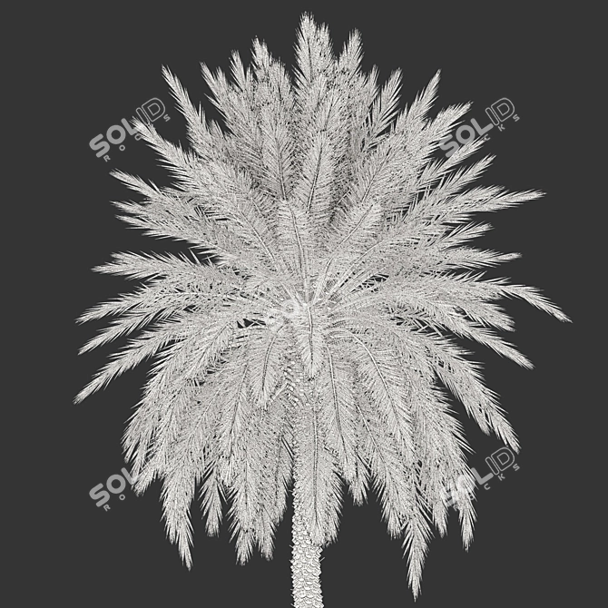 Lush Date Palm Trees: Vray & Corona 3D model image 6