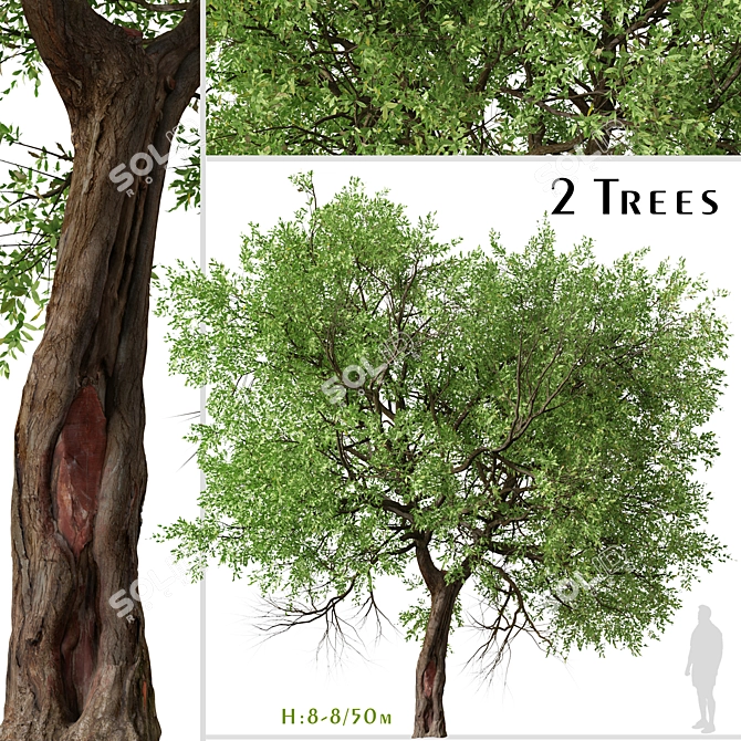 Osage Orange Tree Set (2 Trees) 3D model image 1