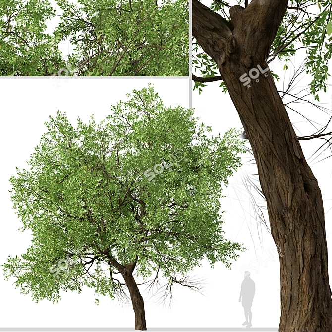 Osage Orange Tree Set (2 Trees) 3D model image 4