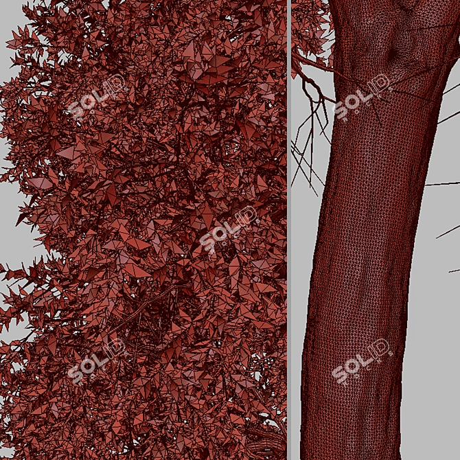 Osage Orange Tree Set (2 Trees) 3D model image 5