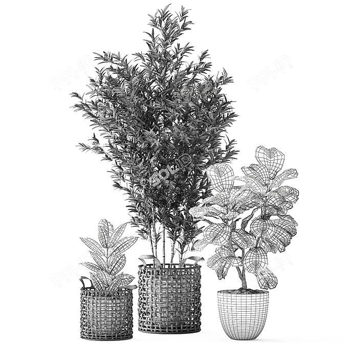 Exotic Plant Collection - Indoor & Outdoor Decorative Trees 3D model image 7