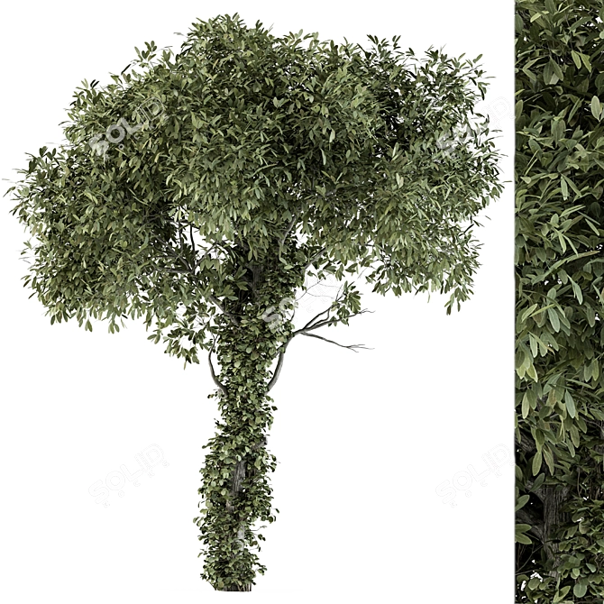 Green Maple with Ivy Trunk - Set 62 3D model image 1