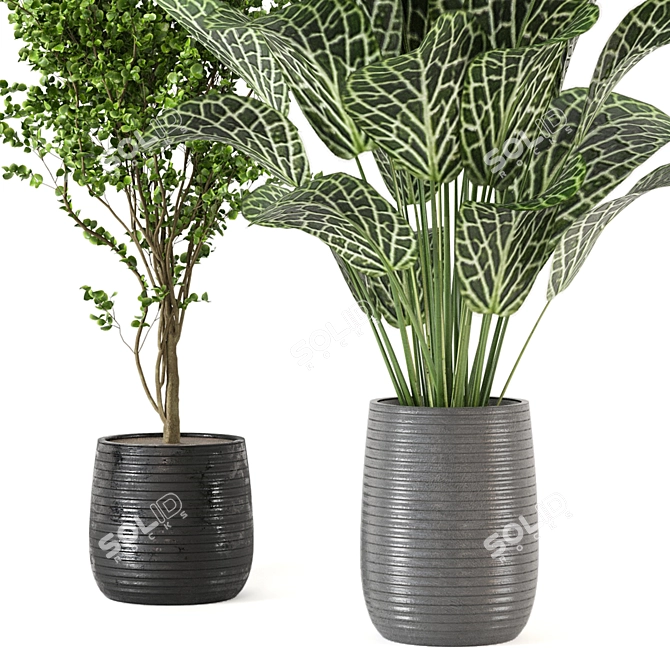 Tropical Plant Collection - Set 246 3D model image 2