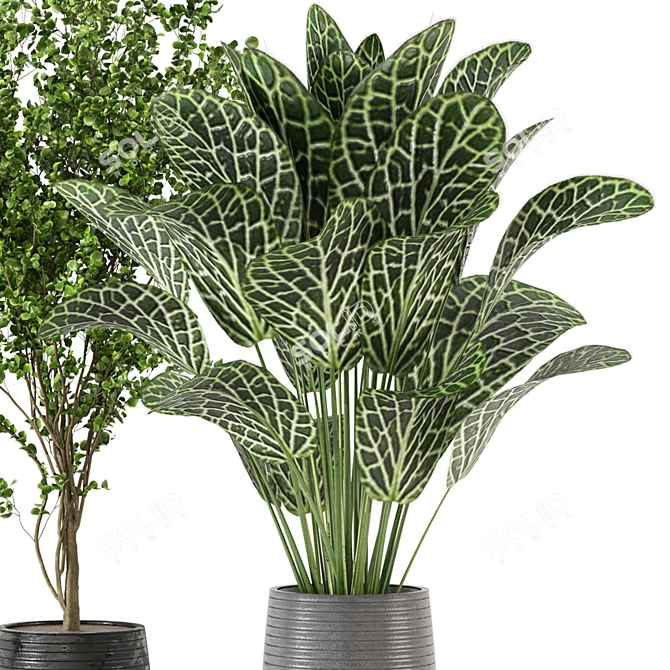 Tropical Plant Collection - Set 246 3D model image 4