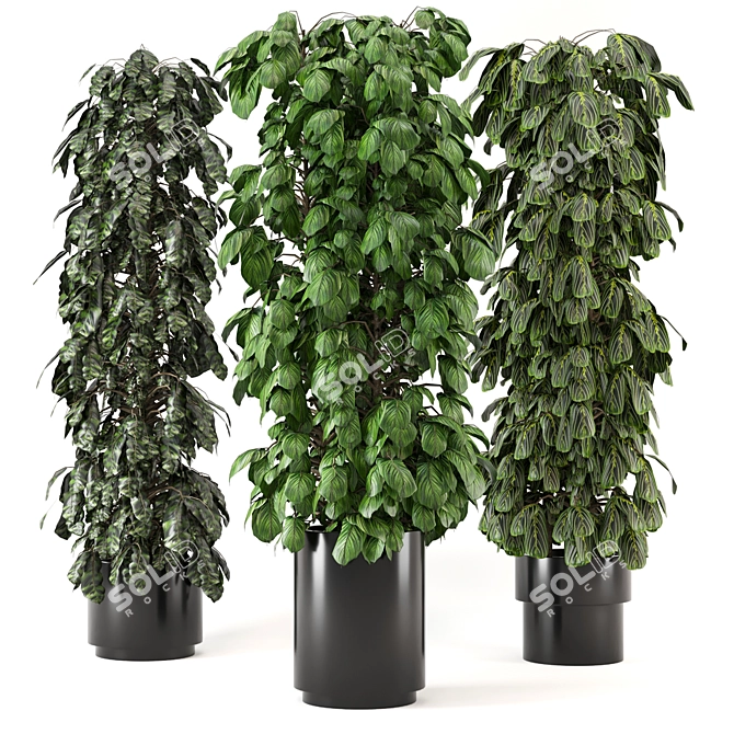 Lush Indoor Plants Set - 247 3D model image 1