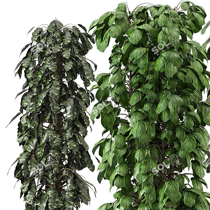 Lush Indoor Plants Set - 247 3D model image 4