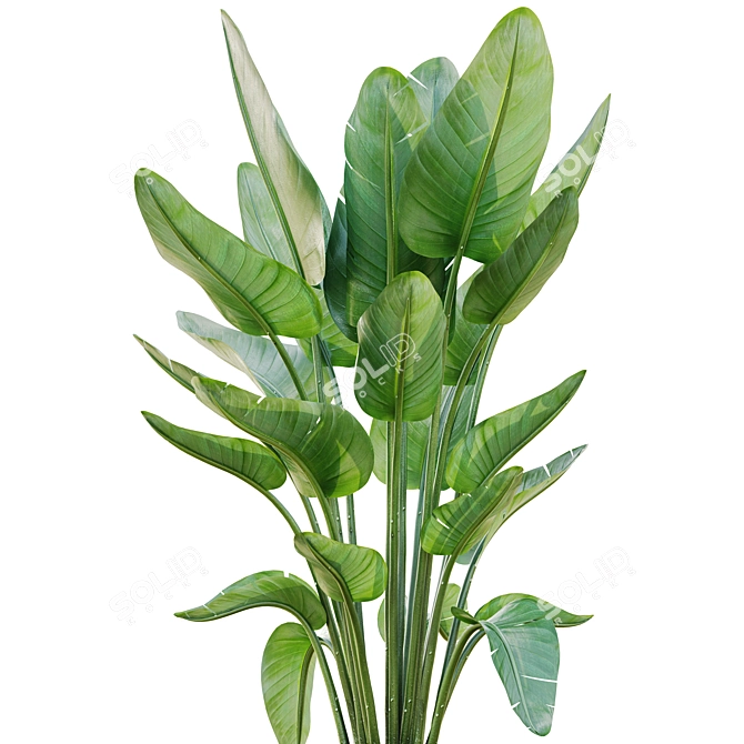 Lush Green Indoor Plant Set 3D model image 3