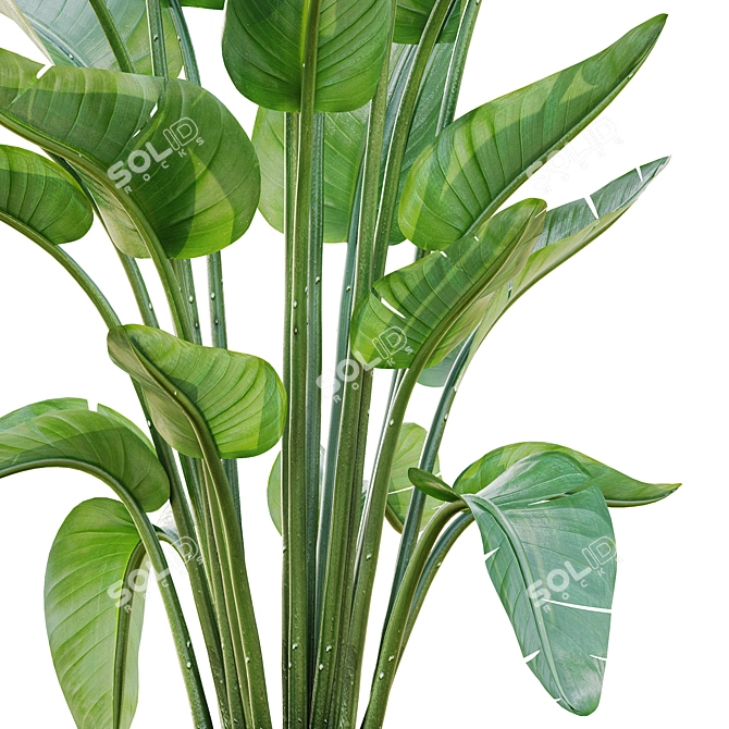 Lush Green Indoor Plant Set 3D model image 6