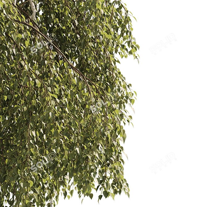 Green Willow Tree: Detailed & Realistic 3D model image 2