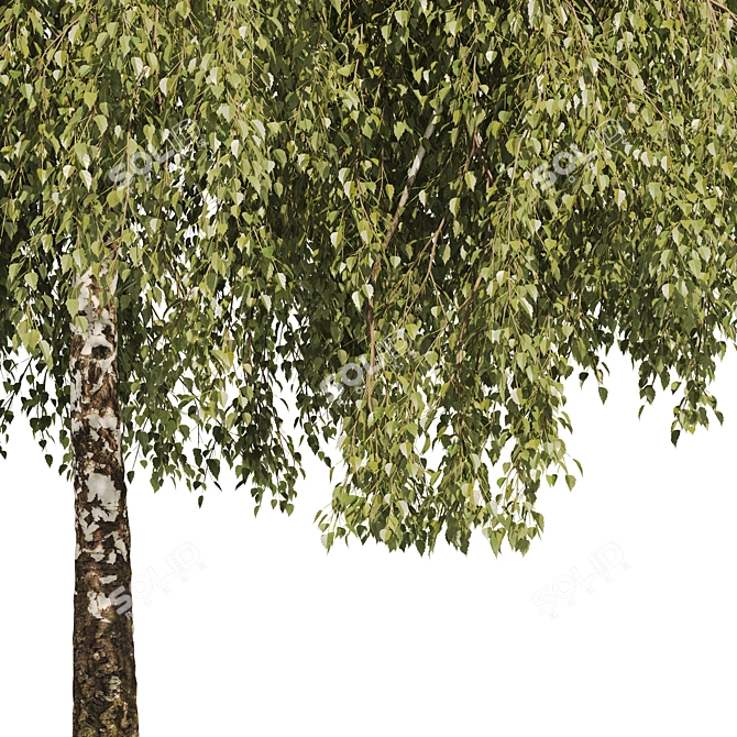 Green Willow Tree: Detailed & Realistic 3D model image 3