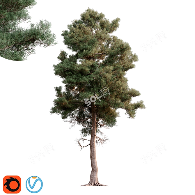 Brutia Pine 3D Model: High Detail 3D model image 1