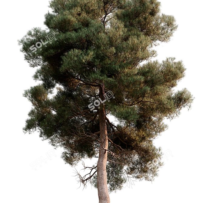 Brutia Pine 3D Model: High Detail 3D model image 2