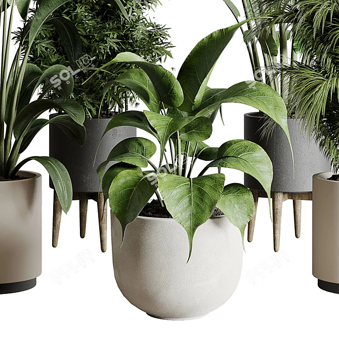 196 Plant Collection: Ficus, Rubber Palm, Ravenala, Bamboo in Concrete Vase 3D model image 5