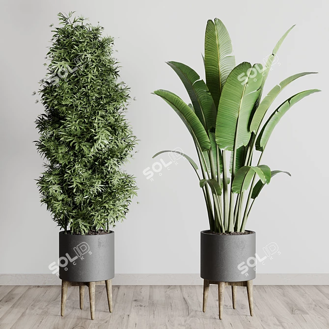 196 Plant Collection: Ficus, Rubber Palm, Ravenala, Bamboo in Concrete Vase 3D model image 7