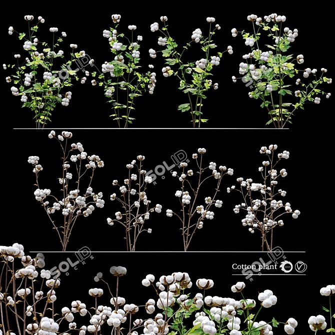 Gossypium: 8pcs Cotton Plant 3D model image 1