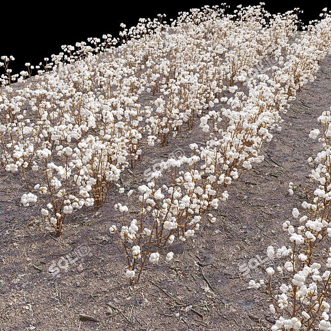 Gossypium: 8pcs Cotton Plant 3D model image 3