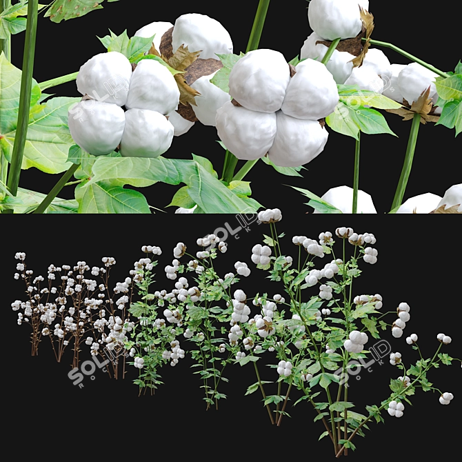 Gossypium: 8pcs Cotton Plant 3D model image 4