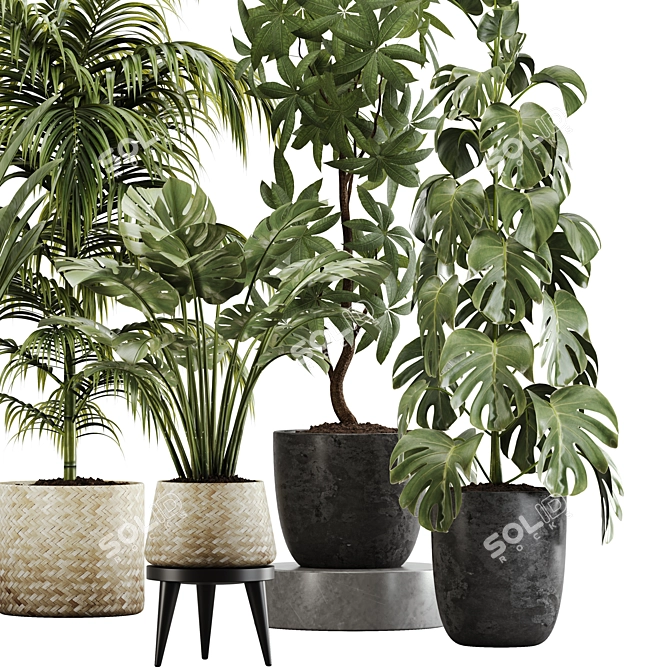 Botanical Bliss: Indoor Plant Set 20 3D model image 3