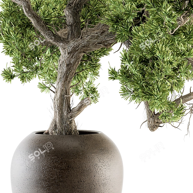 365 Days of Serene Beauty: Old Bonsai in Pot 3D model image 2