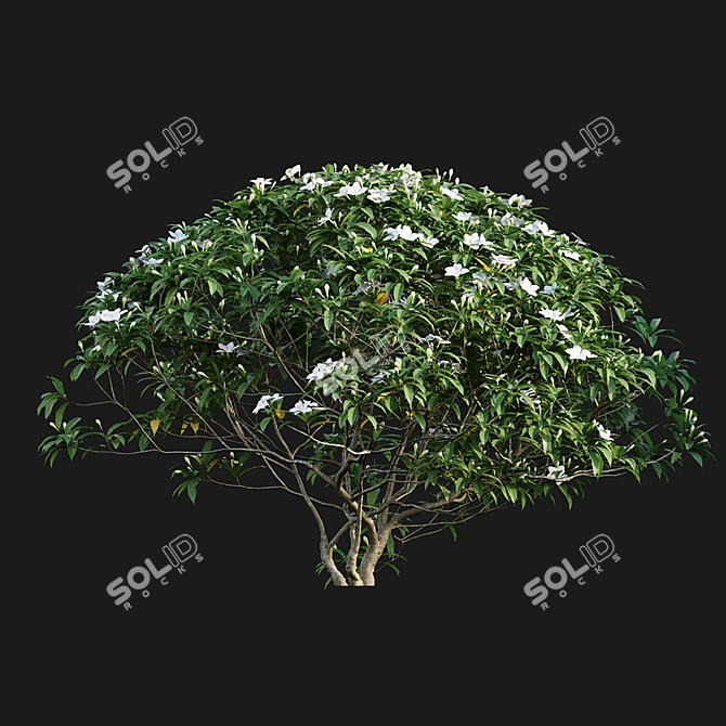 Antique 3D Models Bundle 3D model image 2