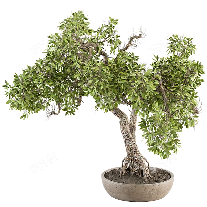 Zen Oasis: Bonsai Plant Set 3D model image 1