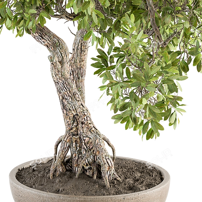 Zen Oasis: Bonsai Plant Set 3D model image 2