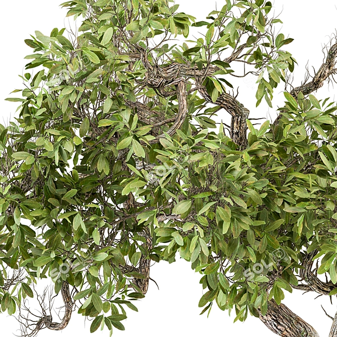 Zen Oasis: Bonsai Plant Set 3D model image 3