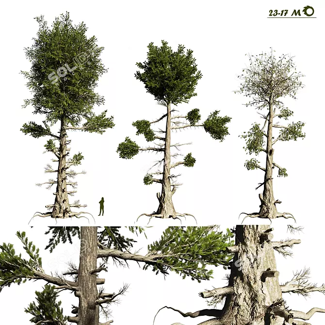 Prismatic Pine Tree - High Quality 3D Model 3D model image 1