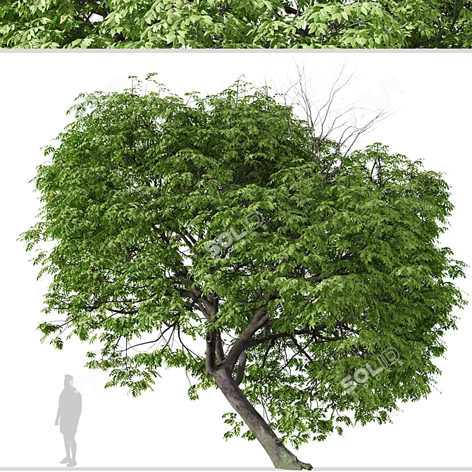 Beautiful Butternut Tree Set (2 Trees) 3D model image 6