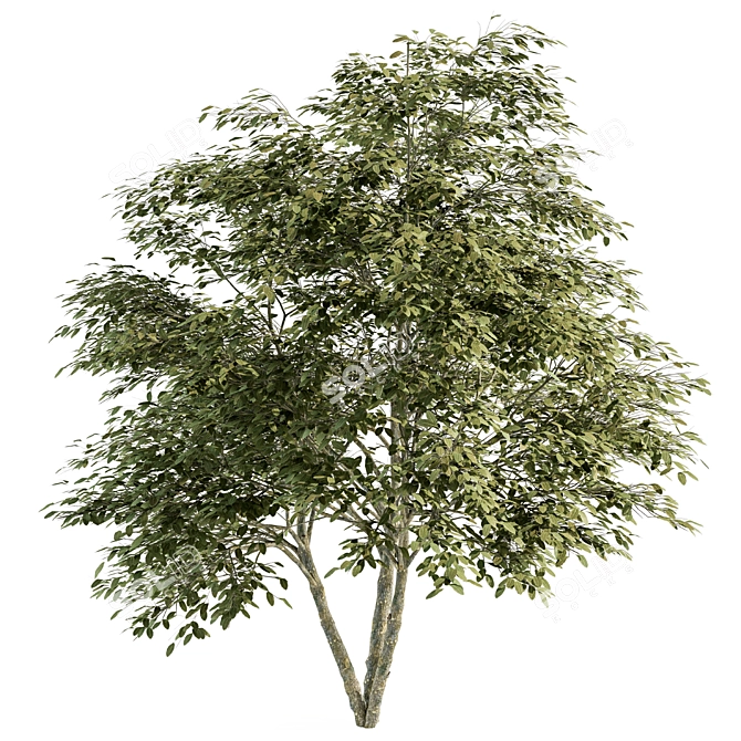 Green Maple Umbrella Tree - Set 3D model image 1