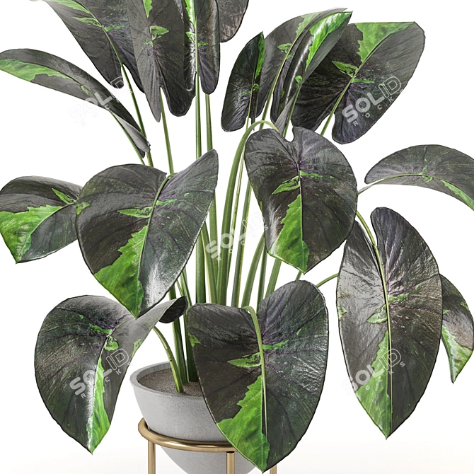 Nature's Haven Indoor Plant Set 3D model image 3