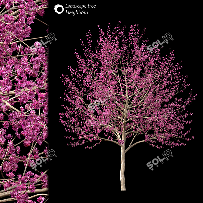 2014 Landscape Tree: 6m Height, Corona Render 3D model image 1