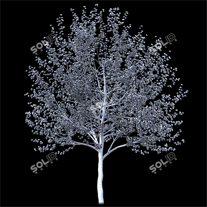 2014 Landscape Tree: 6m Height, Corona Render 3D model image 3