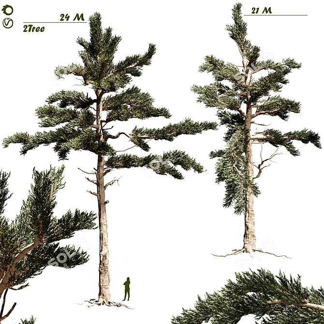 Lush Pine Forest 3D Model 3D model image 1