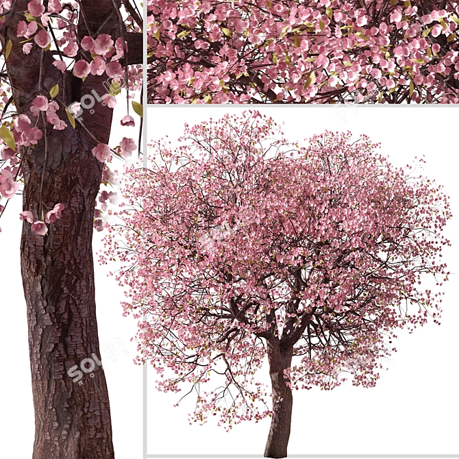 Double-Flowering Kwanzan Cherry Trees (2 Pack) 3D model image 2