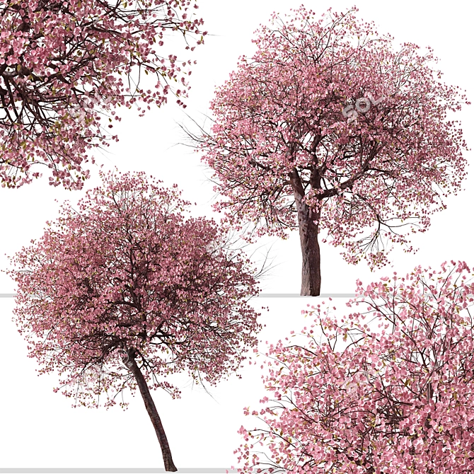 Double-Flowering Kwanzan Cherry Trees (2 Pack) 3D model image 4