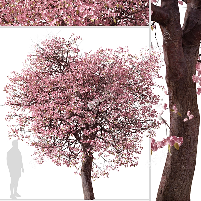 Double-Flowering Kwanzan Cherry Trees (2 Pack) 3D model image 5