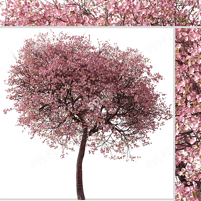 Double-Flowering Kwanzan Cherry Trees (2 Pack) 3D model image 6