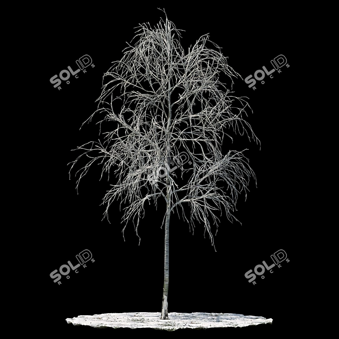 Snow-Covered Aspen Tree 3D model image 1