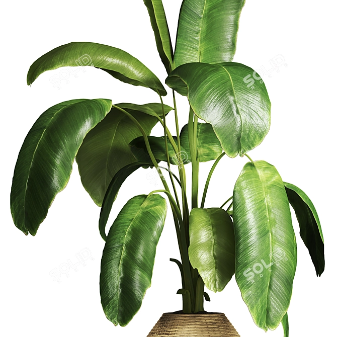 Tropical Banana Plant Model 3D model image 2