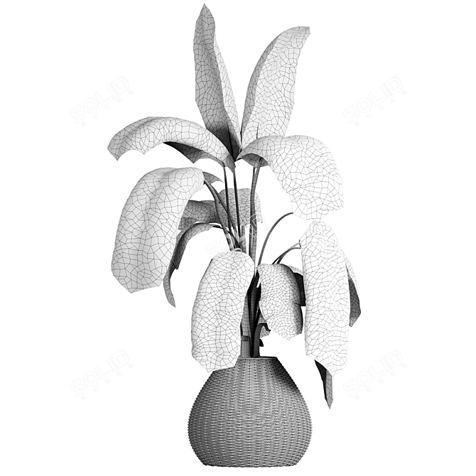 Tropical Banana Plant Model 3D model image 3